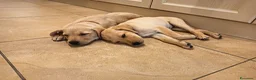 Labrador cani in vendita: Labrador  a Città metropolitana di Roma Capitale - Annuncio 5