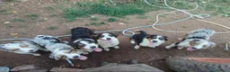 Australian Shepherd cani in vendita: cuccioli pastore australiano - australian shepherd - Annuncio 4