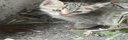 Meticcio gatti in regalo: 3 gattini cercano famiglia a Città Metropolitana di Napoli - Annuncio 3