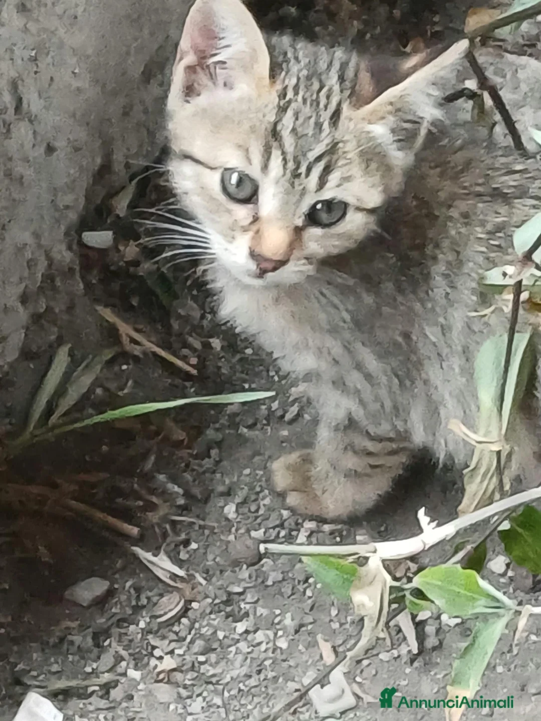Meticcio gatti in regalo: 3 gattini cercano famiglia a Città Metropolitana di Napoli - Annuncio 3