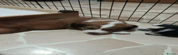 Meticcio cani in regalo: Regalasi cucciole di  due mesi  - Annuncio 3