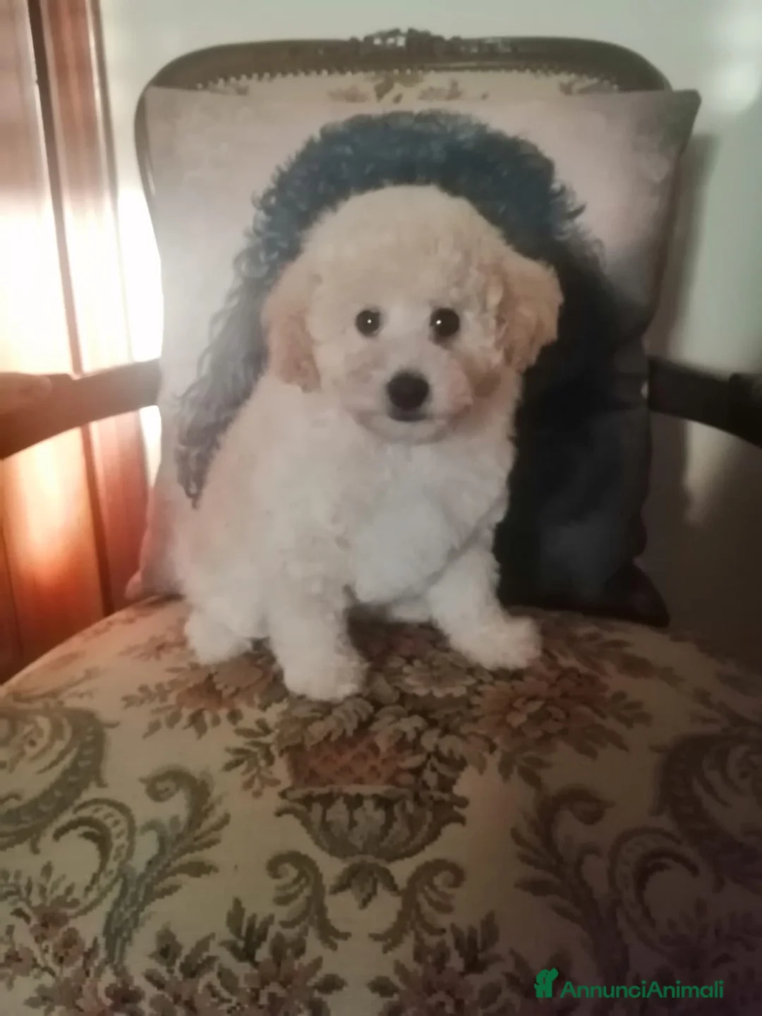 Barboncino Toy cani in vendita: Barboncino Toy Bianco  - Annuncio 5