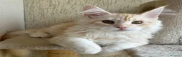 Maine Coon gatti in vendita: Maschio Maine Coon  - Annuncio 3