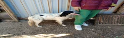 Setter Inglese cani in regalo: CHEROKEE - Annuncio 4