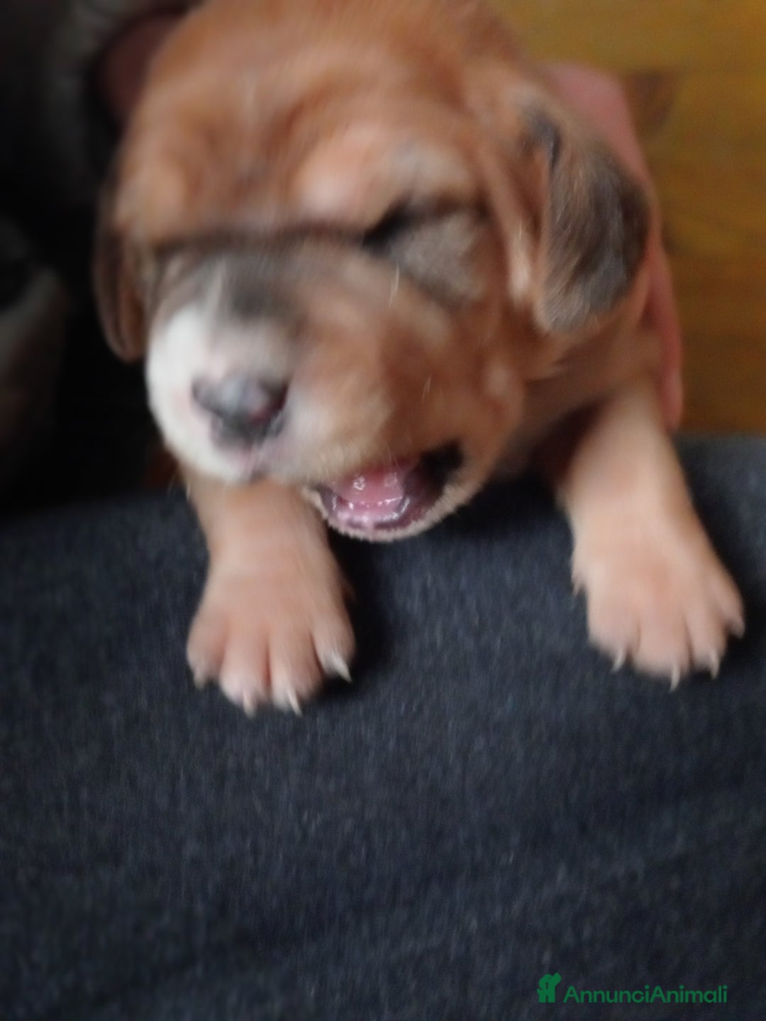 Meticcio cani in vendita: Cuccioli di Amstaff  - Annuncio 14