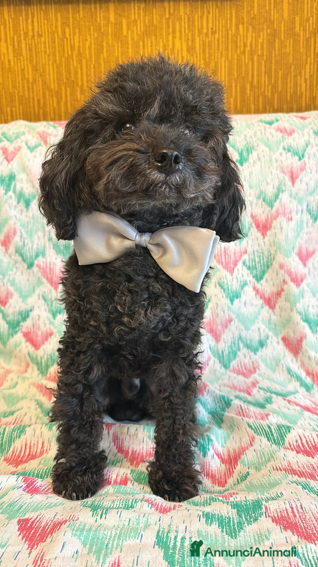 Barboncino Toy cani per accoppiamento: Cerco Fidanzata - Annuncio 3