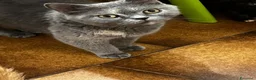 Scottish gatti in vendita: Scottish fold  - Annuncio 3