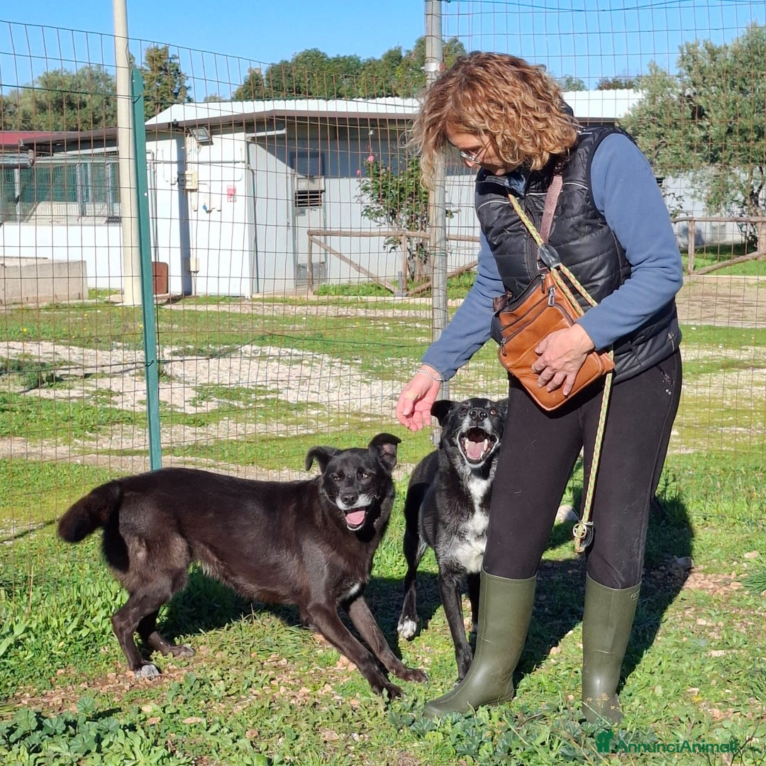 Meticcio cani in regalo: Crik&Crok Cerca Famiglia. Info Monica 3890238584 - Annuncio 1