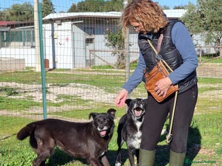 Meticcio cani Crik&Crok Cerca Famiglia. Info Monica 3890238584 - Annuncio 15