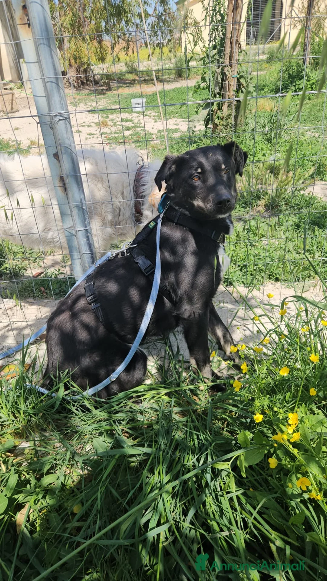 Meticcio cani in regalo: Luigi: 2 anni, taglia media  - Annuncio 2