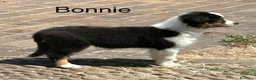 Australian Shepherd cani in vendita: Bellissime cucciole di pastore australiano - Annuncio 6