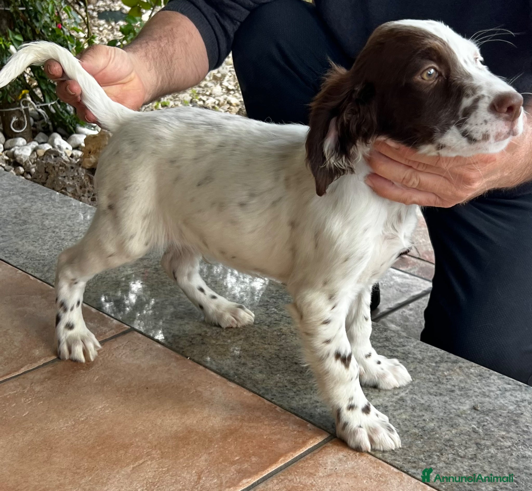 Setter Inglese cani in vendita: Setter inglese  - Annuncio 3