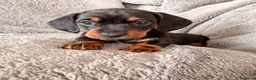 Bassotto cani in vendita: Bassoti Nani - Annuncio 6