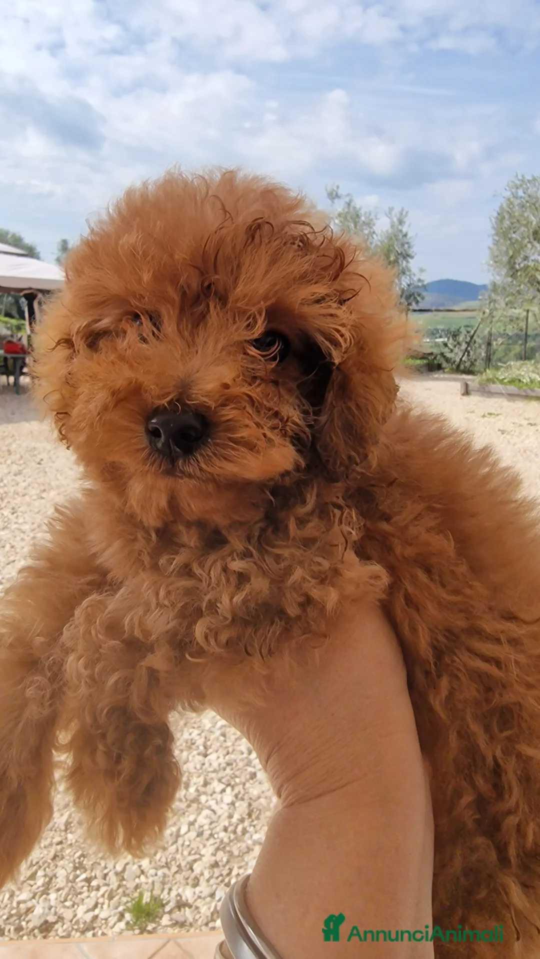 Barboncino cani in vendita: Barboncino - Annuncio 2