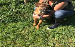 Shar Pei cani in regalo: Cuccioli mix Shar Pei a Provincia di Latina - Immagine 3
