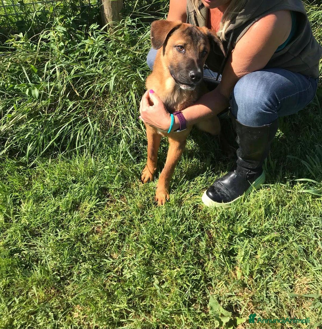 Shar Pei cani in regalo: Cuccioli mix Shar Pei a Provincia di Latina - Immagine 3