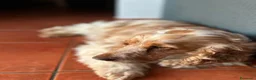 Cocker cani in regalo: Cocker Spaniel e Volpino cercano nuova famiglia  a Libero consorzio comunale di Ragusa - Annuncio 9