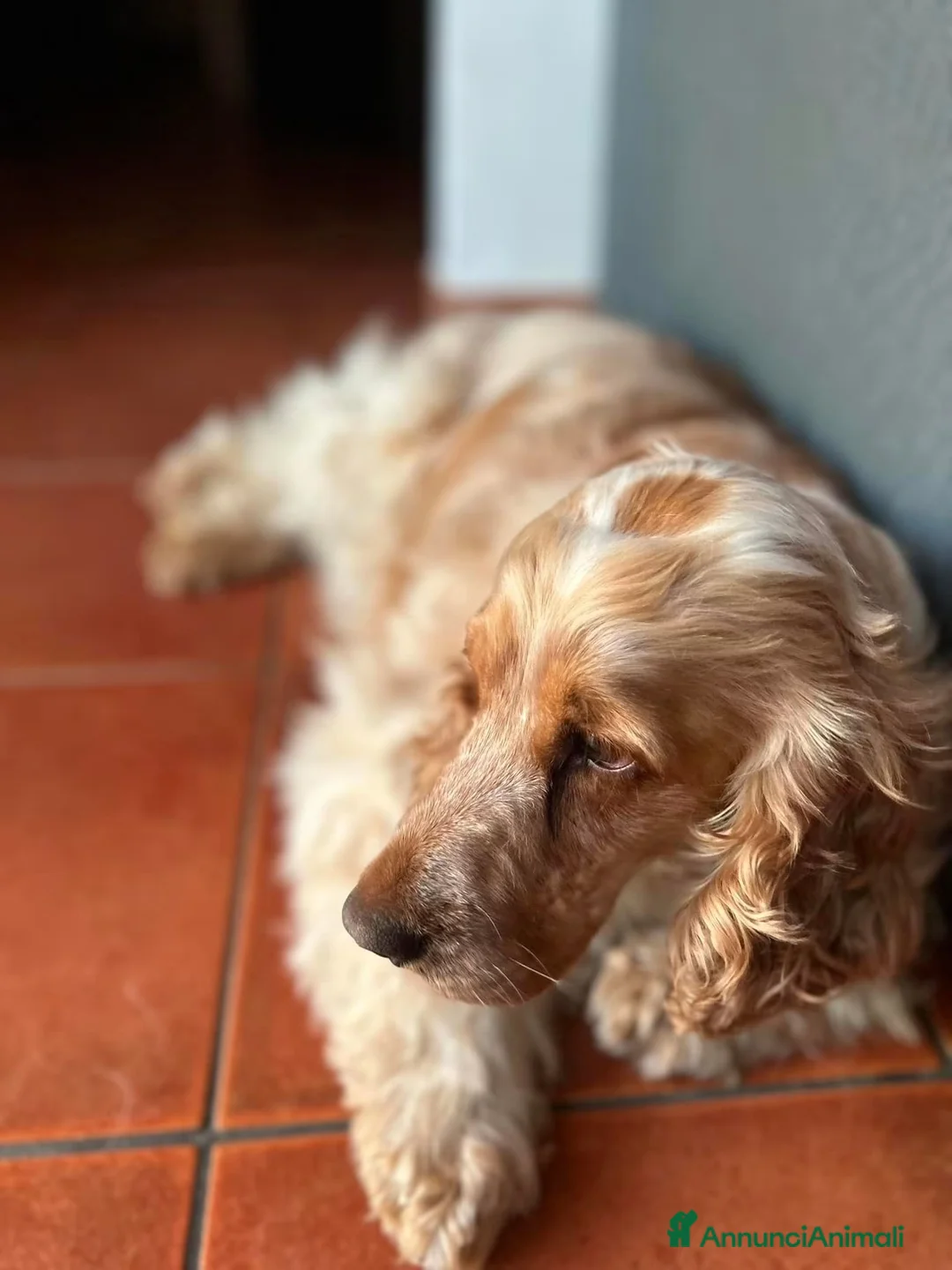 Cocker cani in regalo: Cocker Spaniel e Volpino cercano nuova famiglia  a Libero consorzio comunale di Ragusa - Annuncio 9