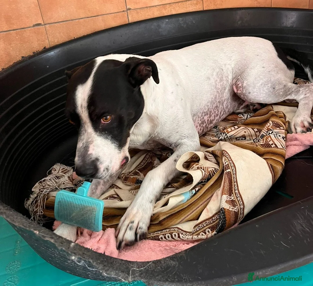 Meticcio cani in regalo: BLACK GENTILCANE - Annuncio 17