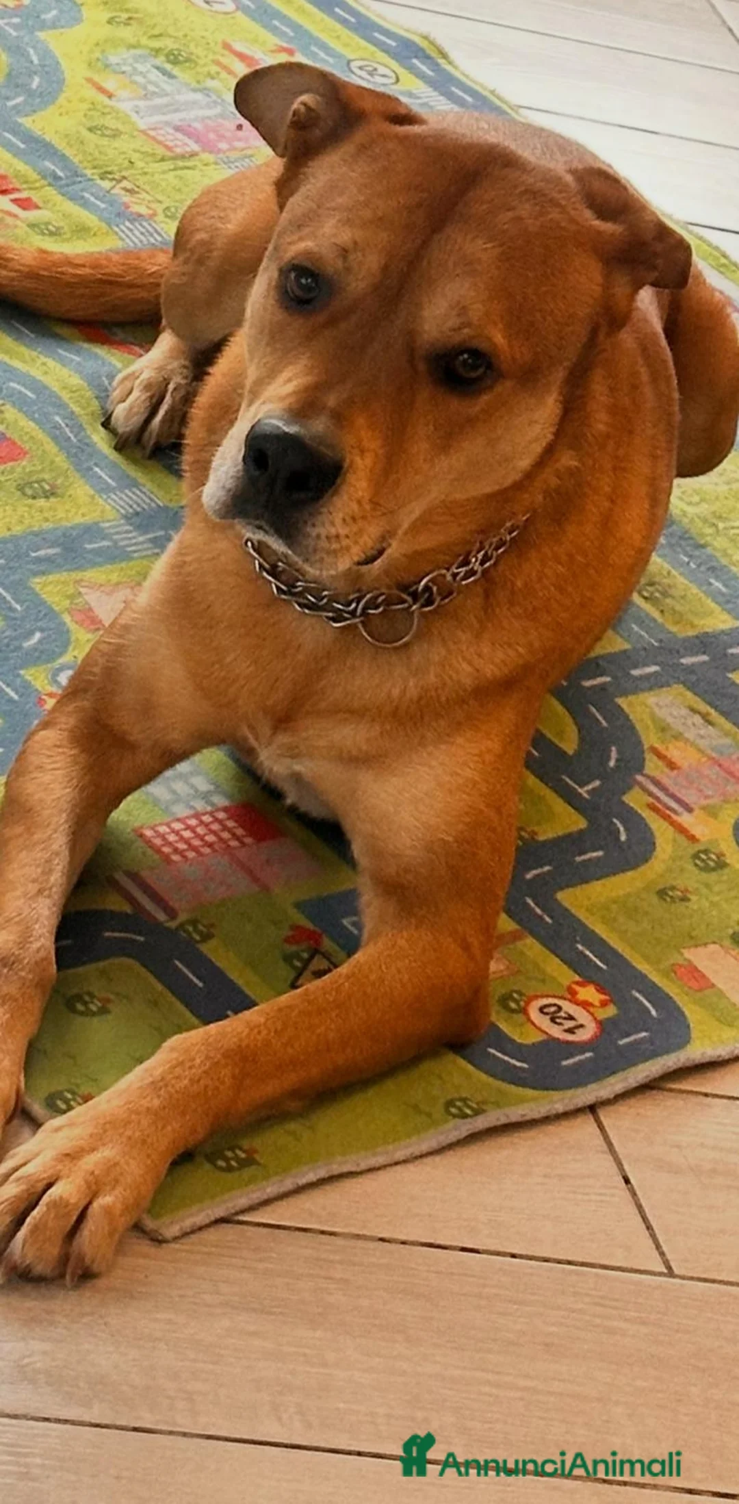 Meticcio cani in regalo: CANE ADULTO a Città metropolitana di Milano - Annuncio 1