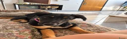 Meticcio cani in regalo: Arya, simil pastorina! (5 mesi)  - Annuncio 3