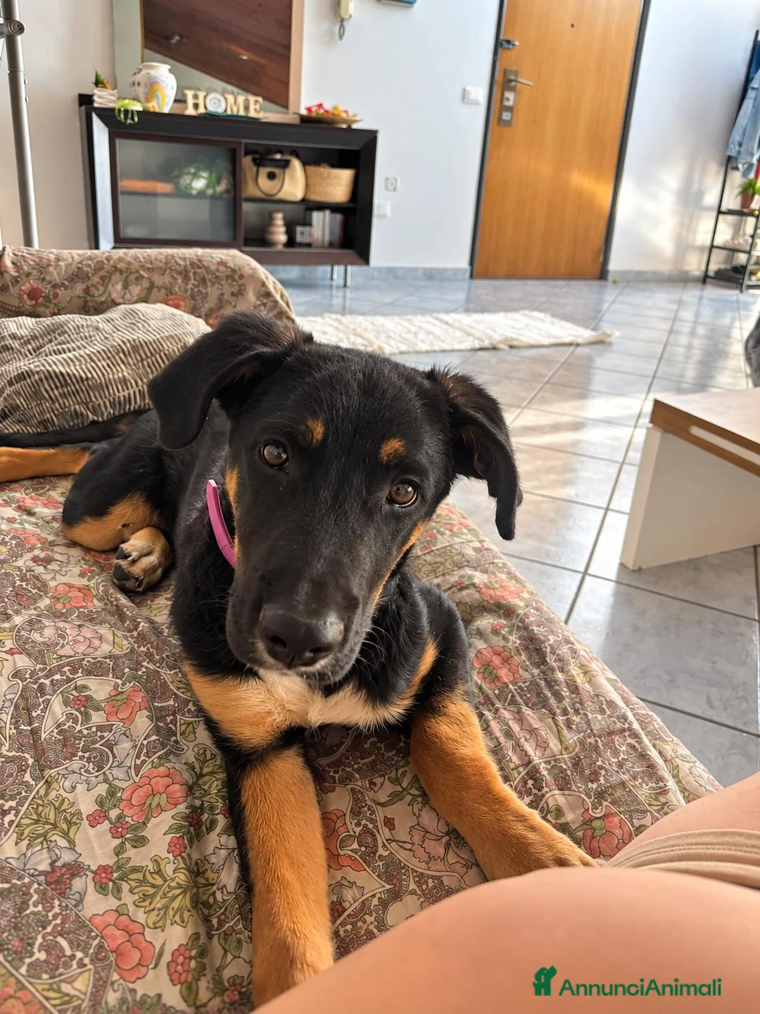 Meticcio cani in regalo: Arya, simil pastorina! (5 mesi)  - Annuncio 3