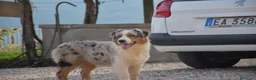 Australian Shepherd cani in vendita: Australian Shepherd pedigree ENCI - Annuncio 34