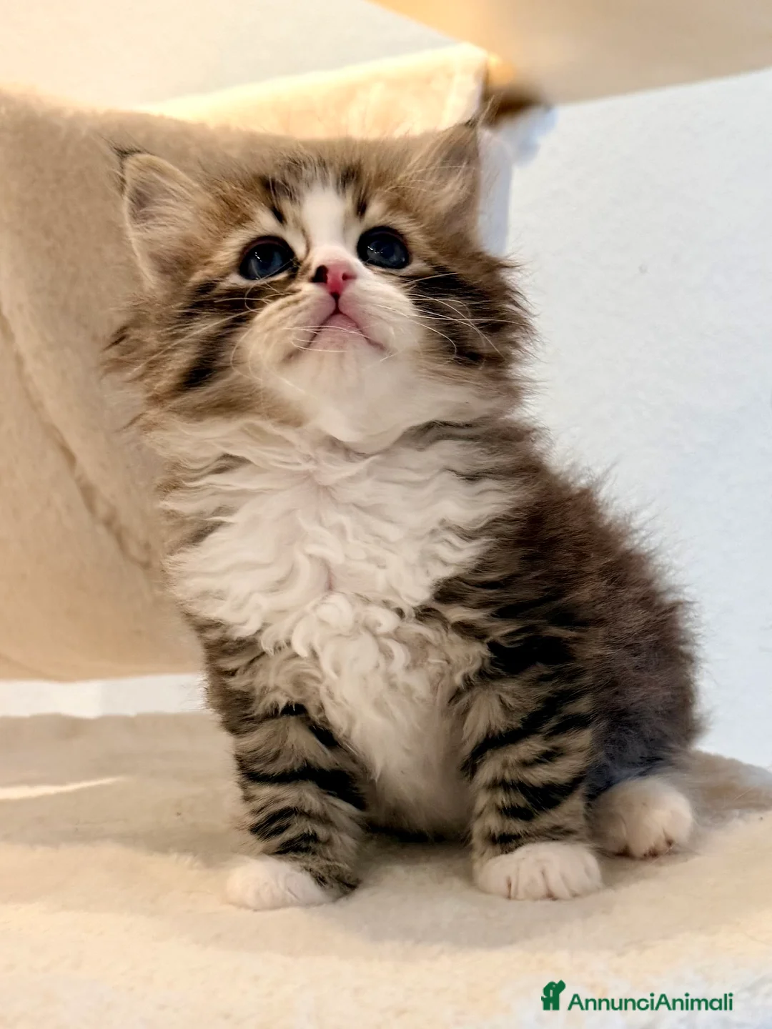 Siberiano gatti in vendita: Gattini siberiani e Neva masquerade - Annuncio 25