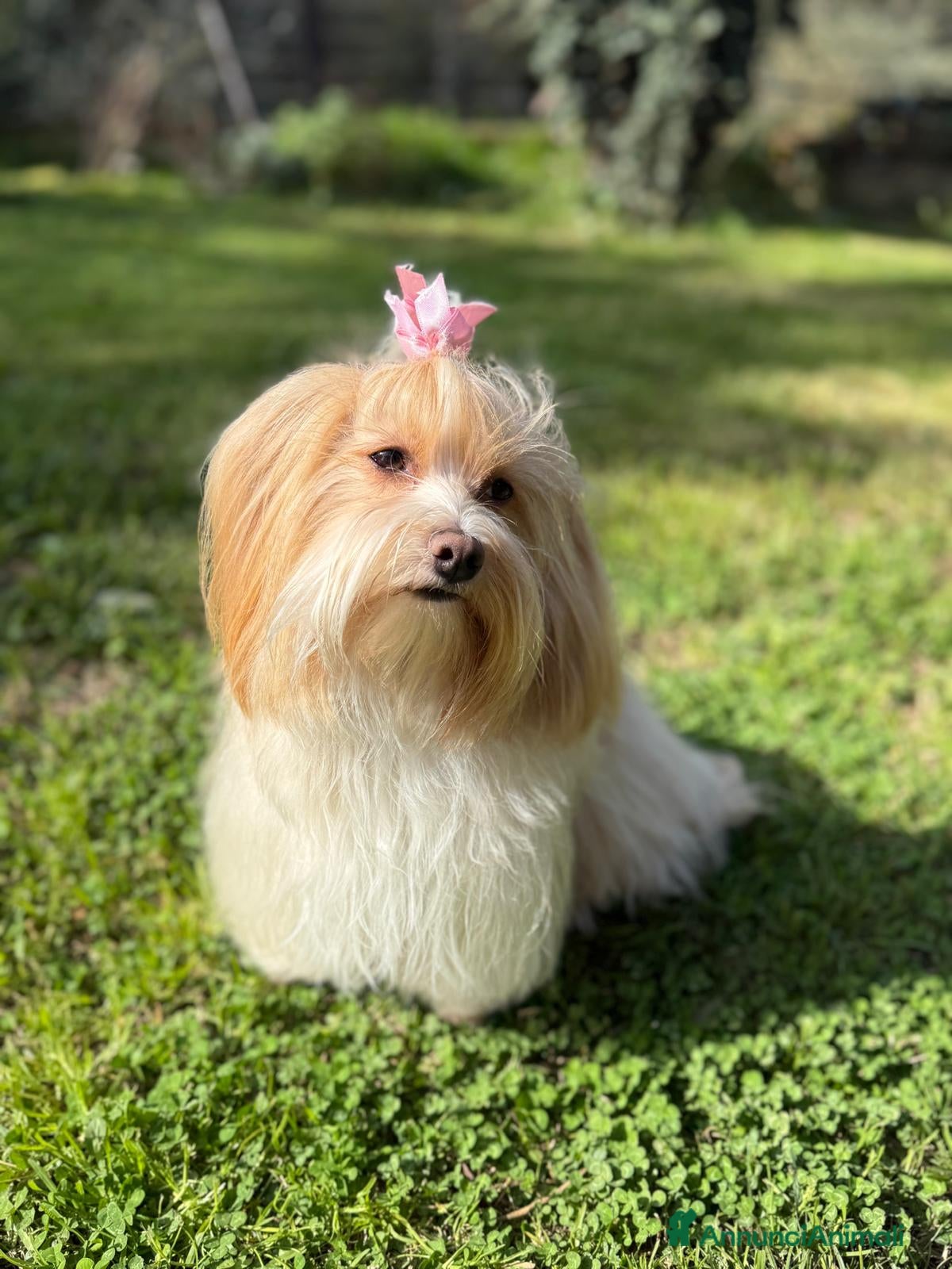 Bichon cani BICHON HAVANESE - Annuncio 1