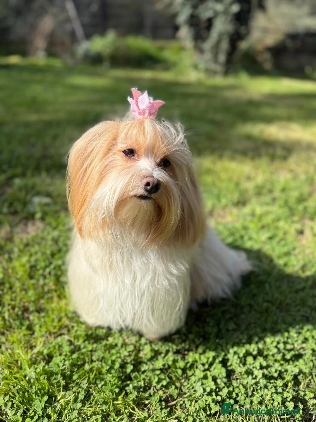 Bichon cani in vendita: BICHON HAVANESE - Annuncio 1