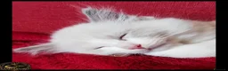 Ragdoll gatti in vendita: Ragdoll  - Annuncio 4