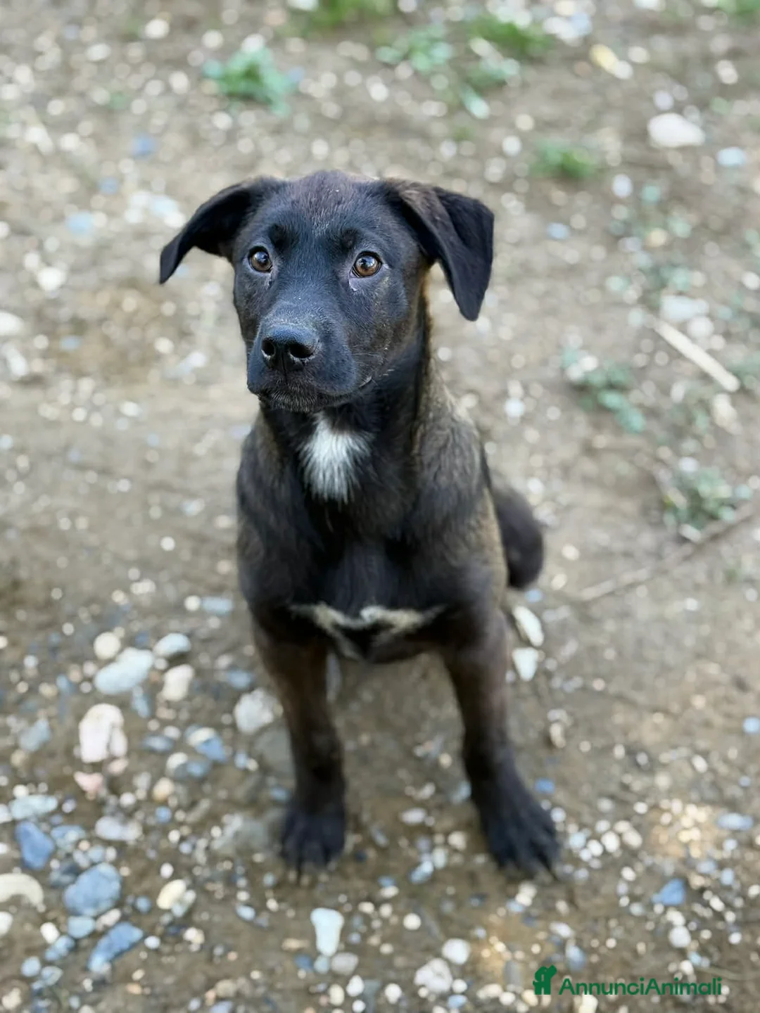 Meticcio cani in regalo: SILVER & STEEL, cuccioli manto argento!  - Annuncio 10