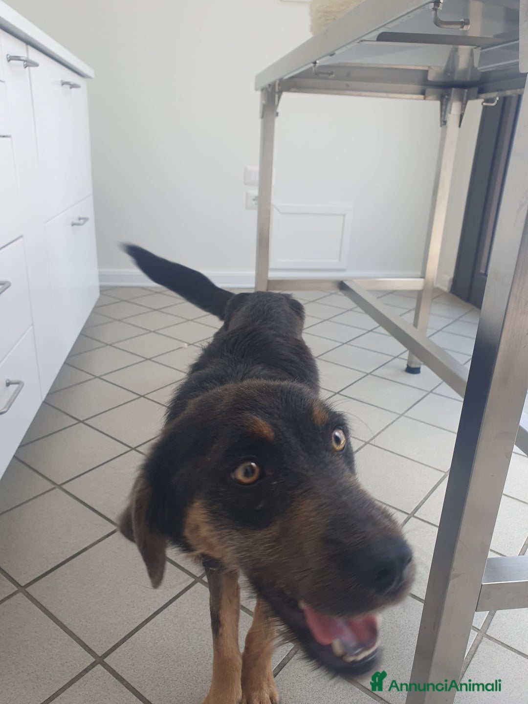 Meticcio cani in regalo: SPINO - Annuncio 4