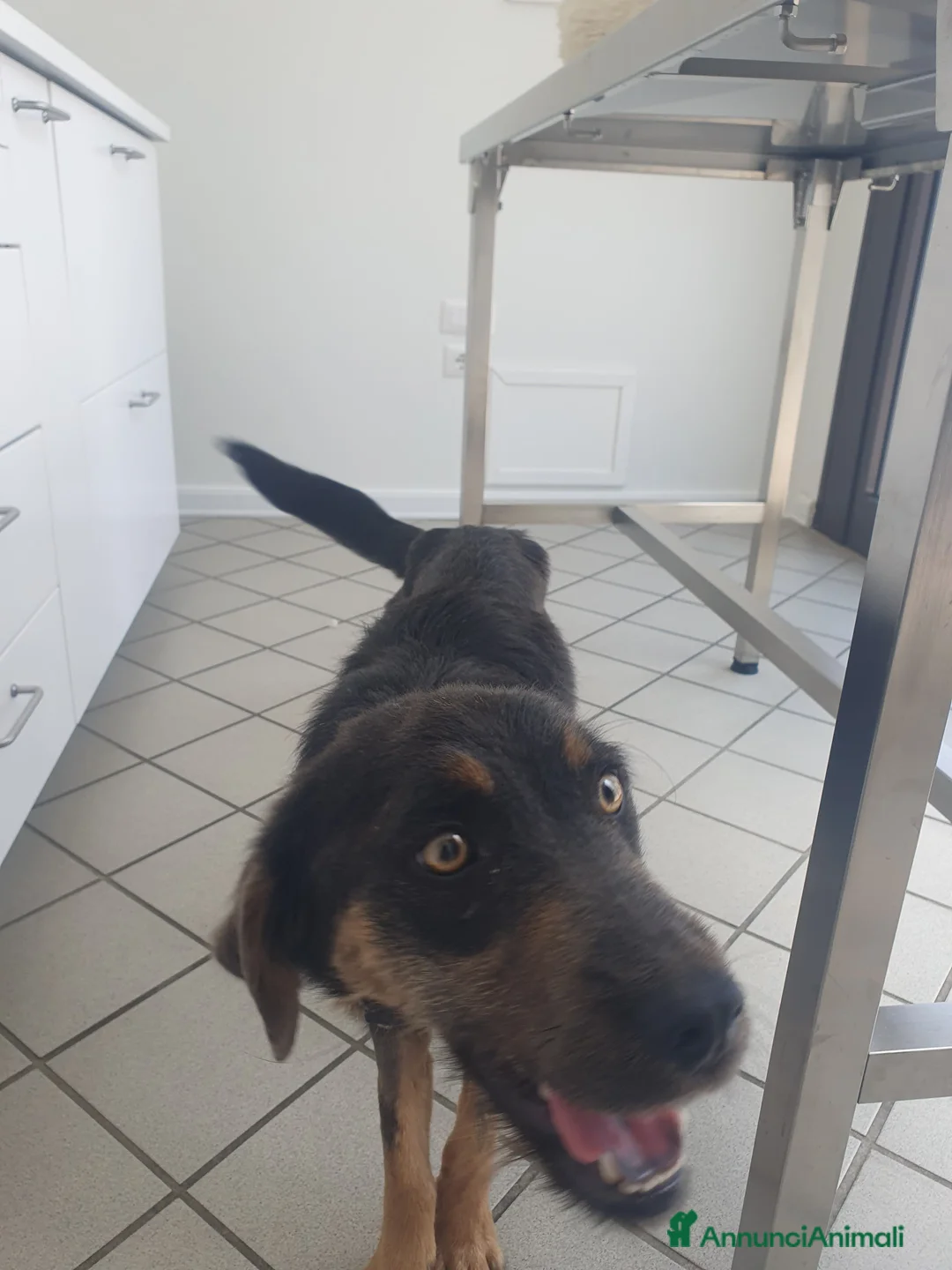 Meticcio cani in regalo: SPINO - Annuncio 4