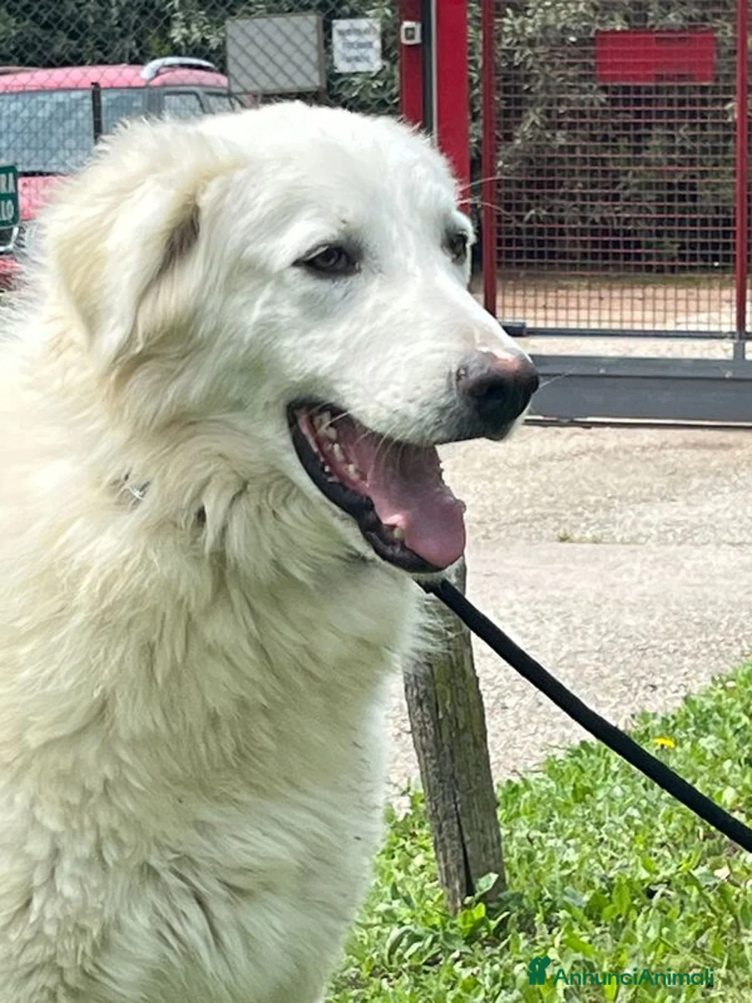 Meticcio cani in regalo: TIMOTHY SEGNI PARTICOLARI BELLISSIMO - Annuncio 1