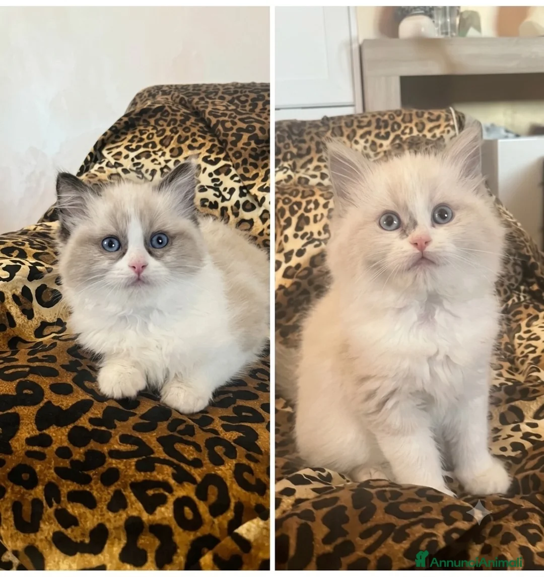 Ragdoll gatti in vendita: Cucciole ragdoll dolcissime  - Annuncio 9
