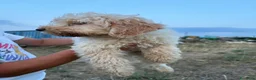 Lagotto cani in vendita: Lagotto  - Annuncio 4