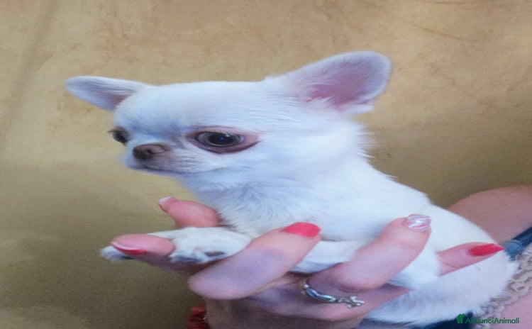 Chihuahua cani a Città Metropolitana di Torino - Annuncio 16