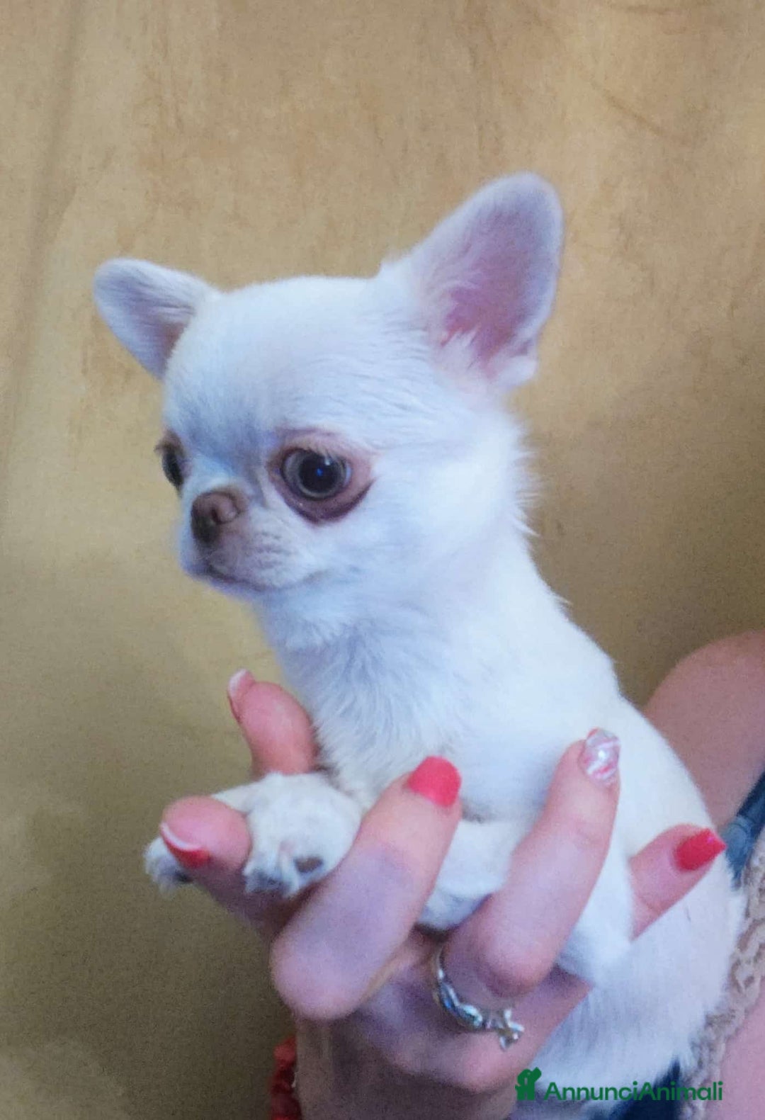Chihuahua cani in vendita: CHIHUAHUA FEMMINA  a Città Metropolitana di Torino - Immagine 1