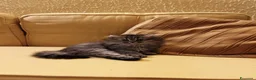 British gatti in vendita: Cuccioli British Longhair - Annuncio 4