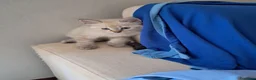 Siberiano gatti in vendita: Cucciolo siberiano neva  - Annuncio 4