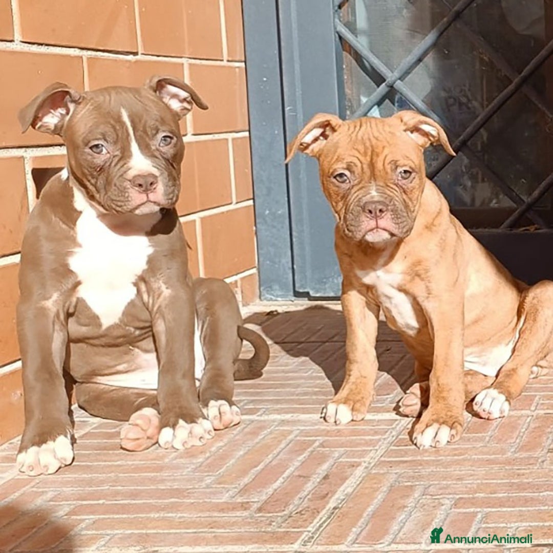Bulldog cani in vendita: Cuccioli American Bulldog  - Annuncio 7