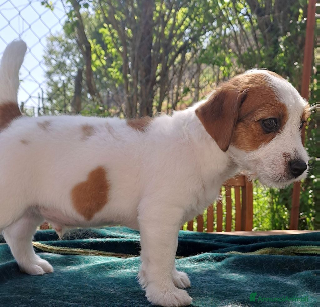 Jack Russell cani Cuccioli Jack Russell ruvido - Annuncio 1