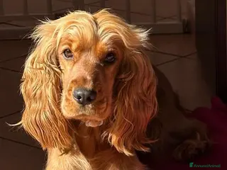 Cocker cani Cuccioli Cocker Spaniel Inglese con pedigree ENCI - Annuncio 1