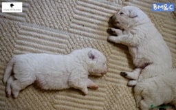 Pastore Maremmano cani in vendita: Cucciolata Pastore Maremmano Abruzzese - Pedigree - Immagine 7