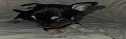 Chihuahua cani in vendita: Chihuahua nana femmina - Annuncio 10
