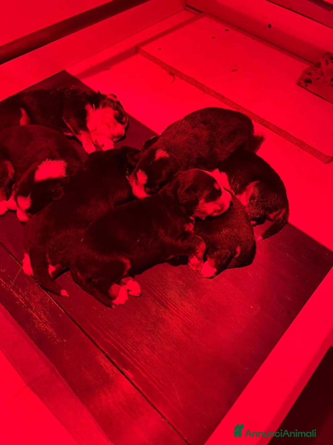 Bovaro del Bernese cani in vendita: Cucciolo bovaro del bernese - Annuncio 3