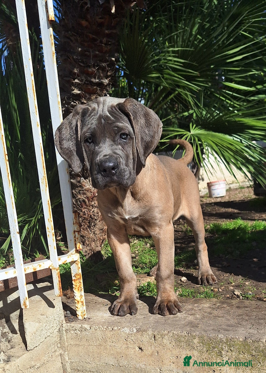 Cane Corso cani in vendita: Cucciole Cane Corso Pedigree - Annuncio 17