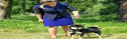 Shiba Inu cani in vendita: Shiba Inu  - Annuncio 1
