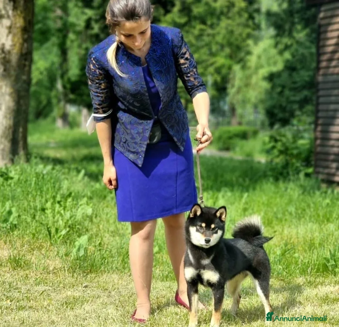 Shiba Inu cani in vendita: Shiba Inu  - Annuncio 1